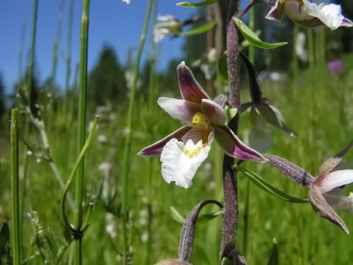 Orchidee del Trentino Alto Adige